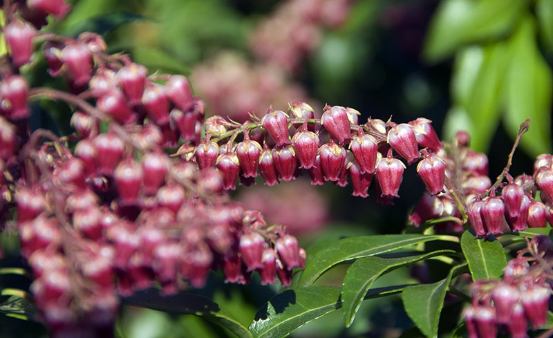 Euonymus